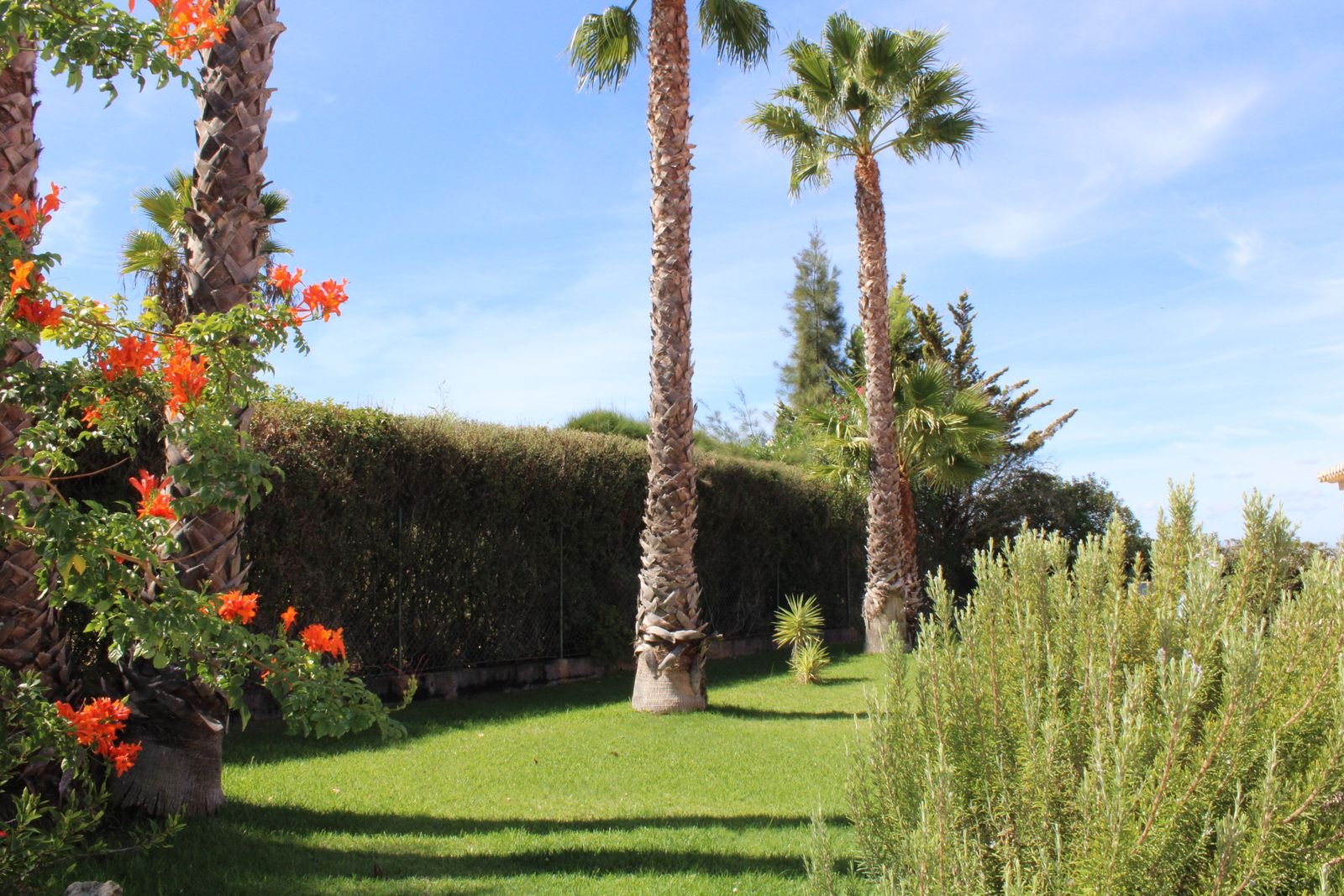 Villa garden with tall palm trees and flowers in Carvoeiro, Algarve